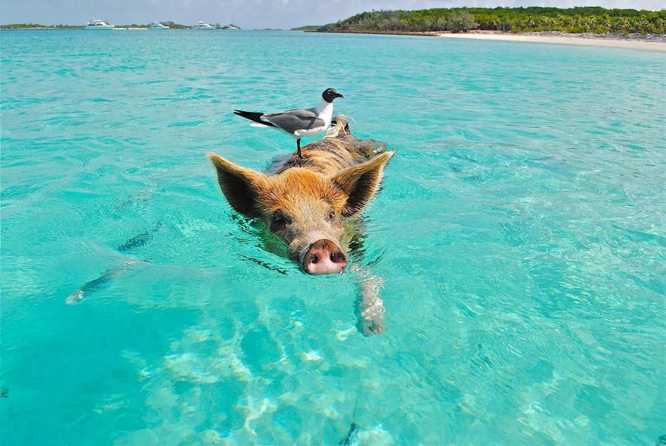 Photo of Bahamas - Exuma (george Town), Caribbean