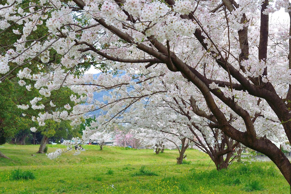 Photo of Fukuoka, Japan