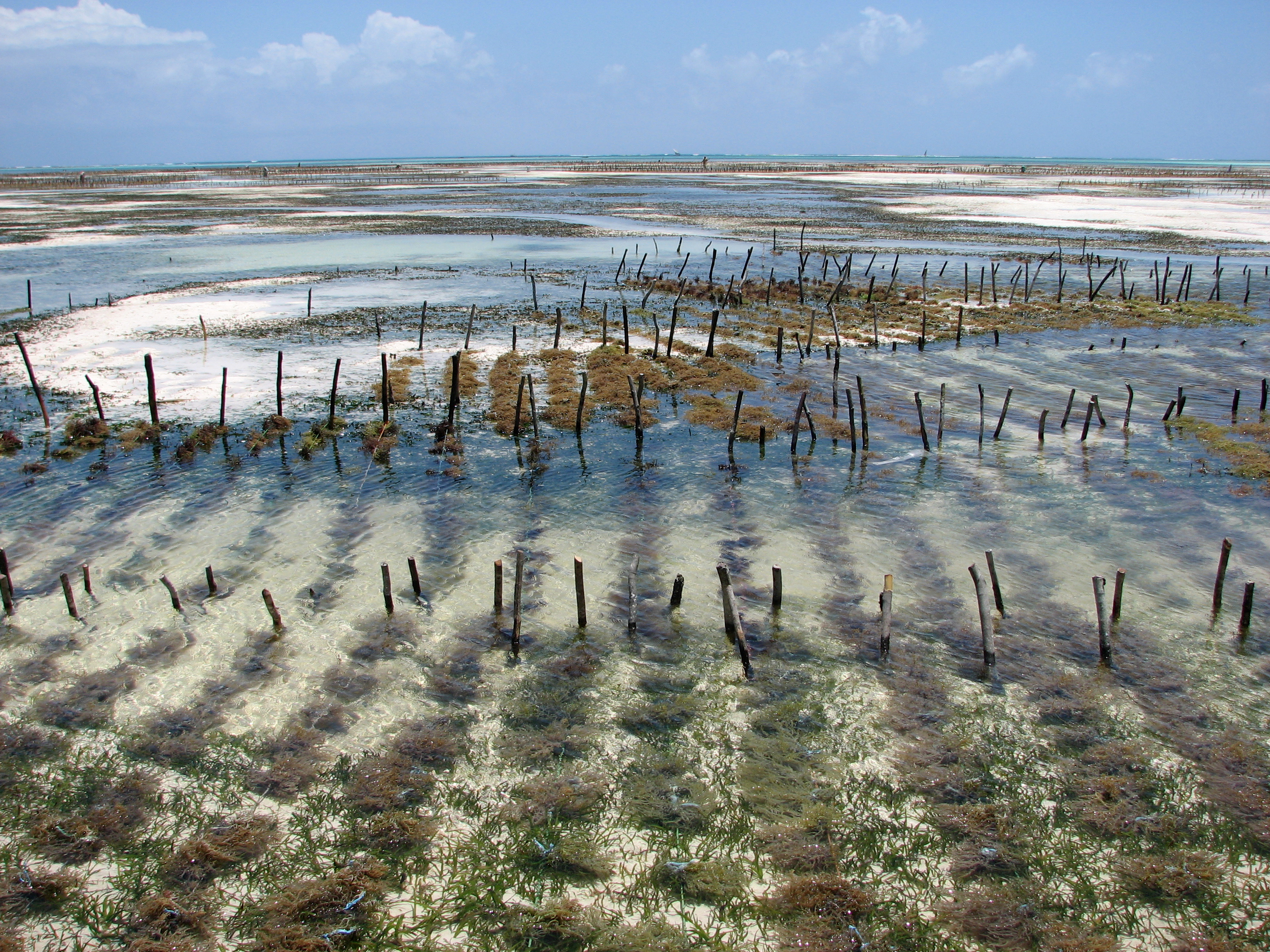 Photo of Jambiani (zanzibar), Tanzania, United Republic of