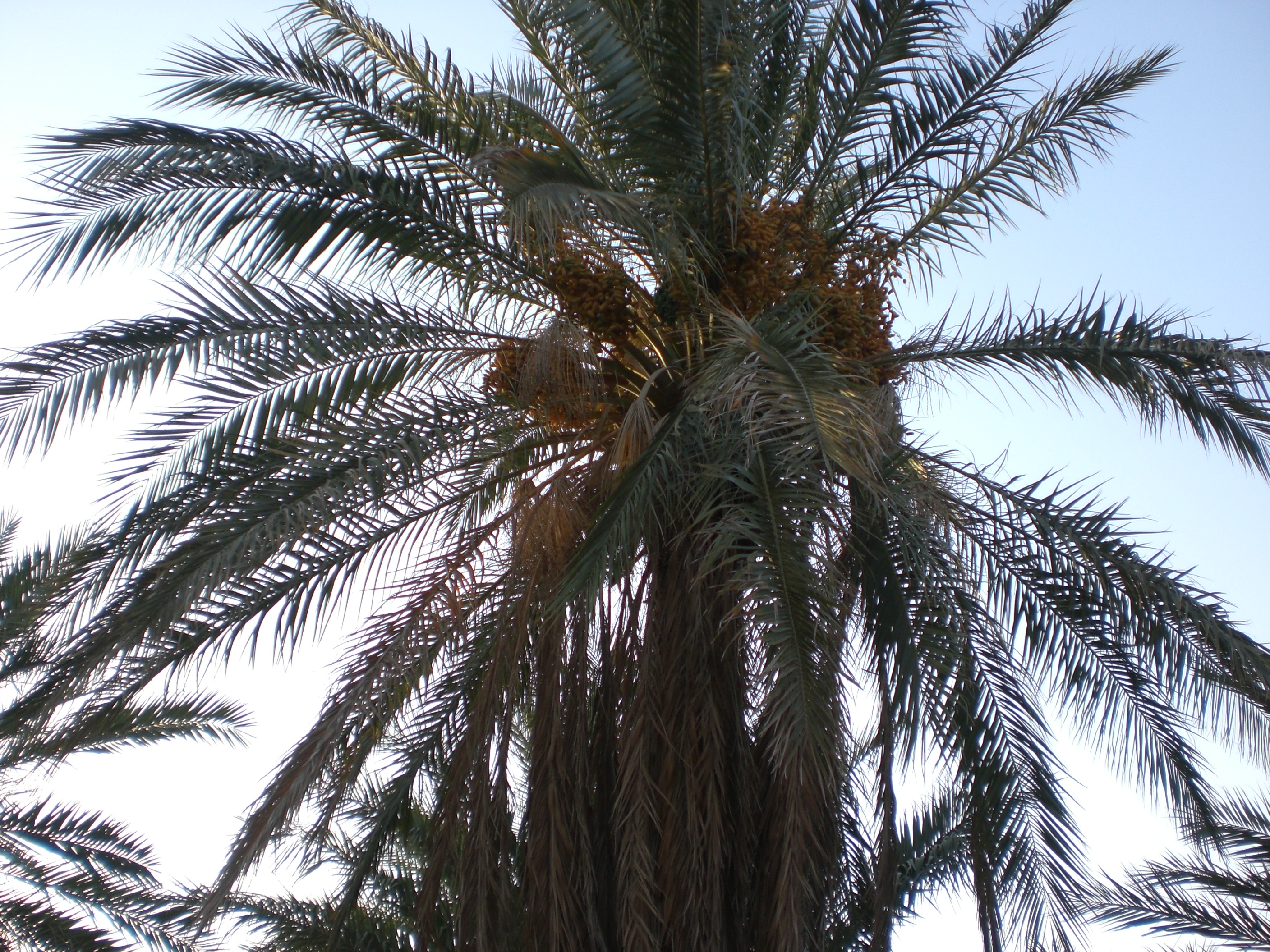 Photo of Kebili, Tunisia