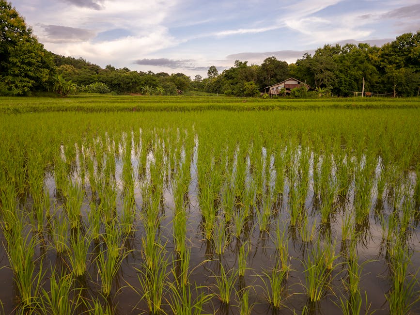 Photo of Khon Kaen, Thailand