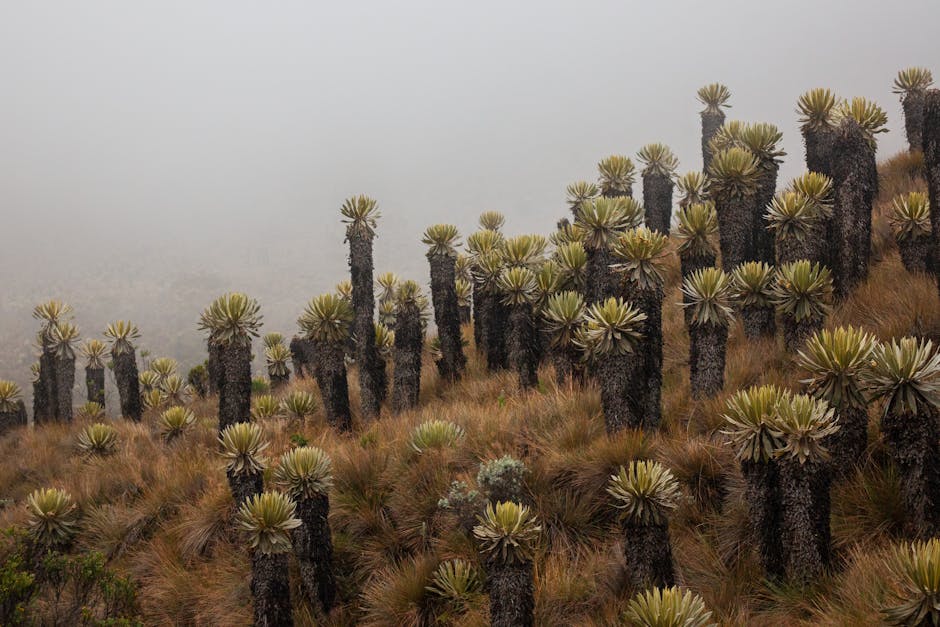 Photo of Manizales, Colombia