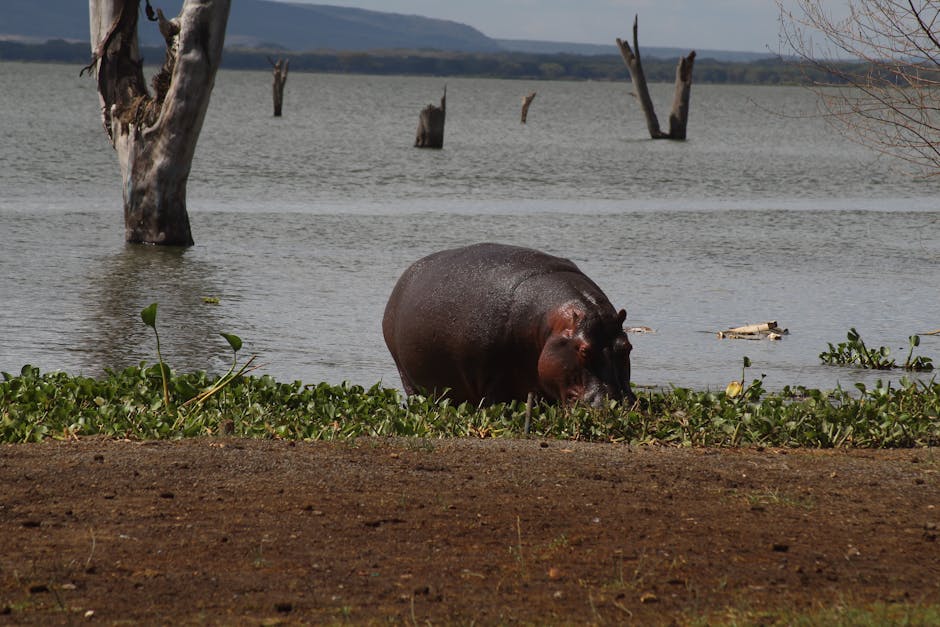Photo of Naivasha, Kenya