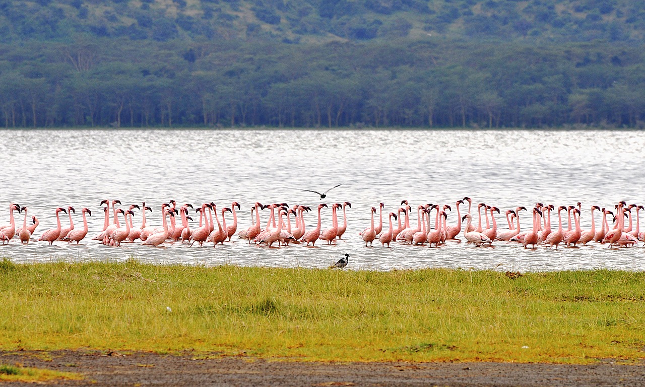 Photo of Nakuru, Kenya