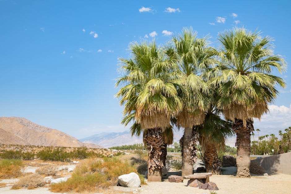 Photo of Palm Desert, United States