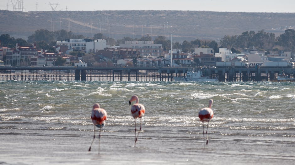 Photo of Puerto Madryn, Argentina