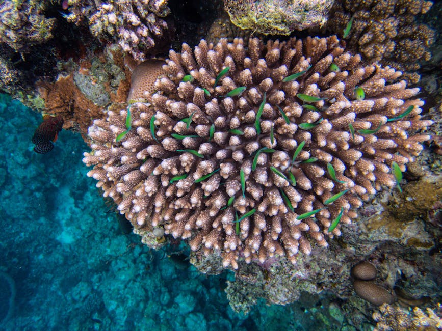 Photo of Sigatoka (coral Coast), Fiji