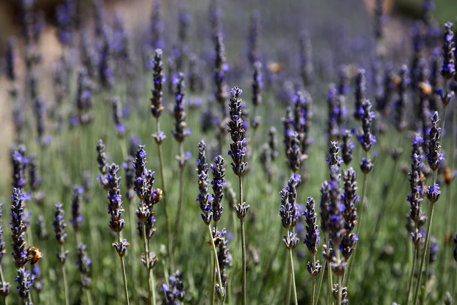 Photo of Temecula, United States