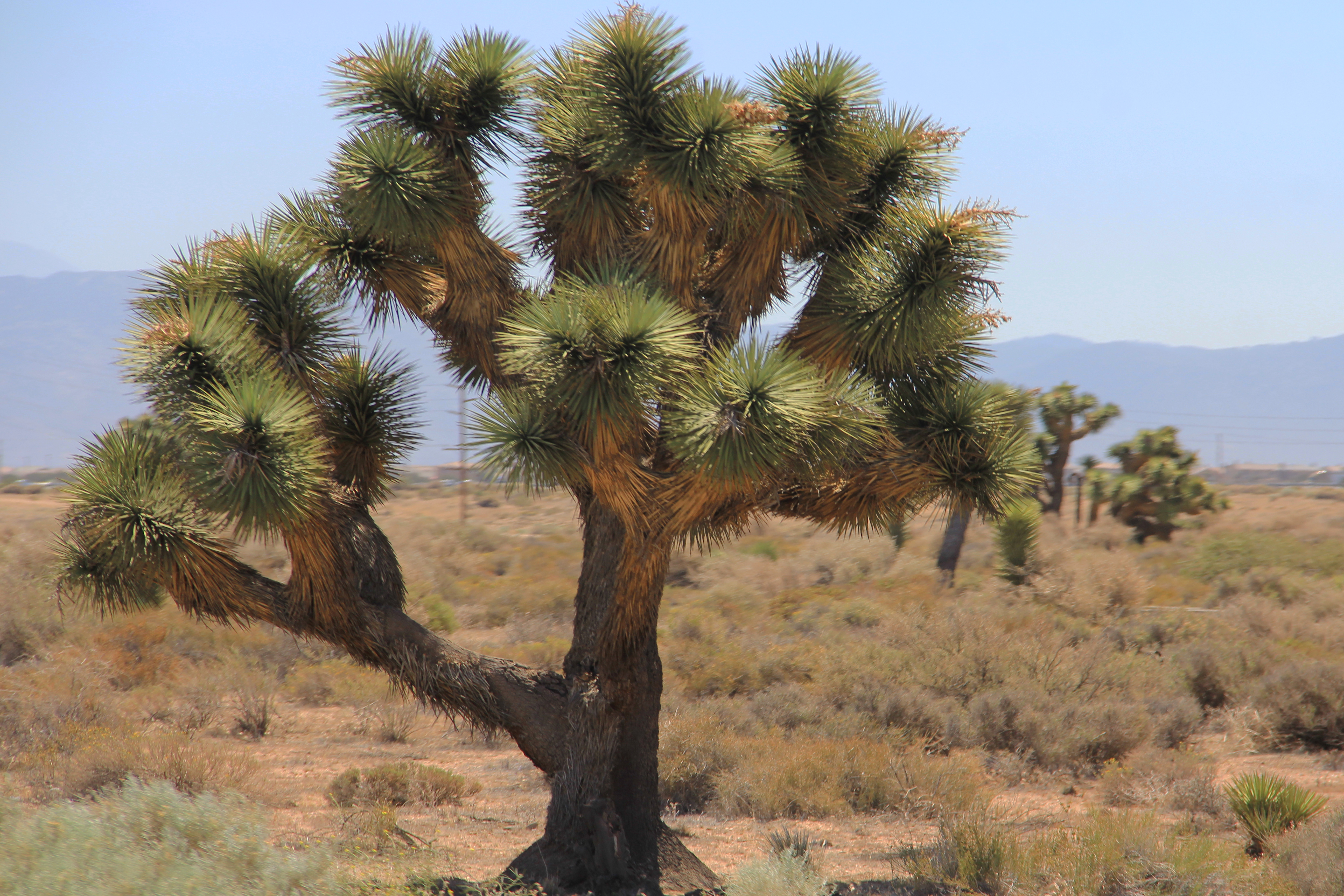 Photo of Victorville, United States